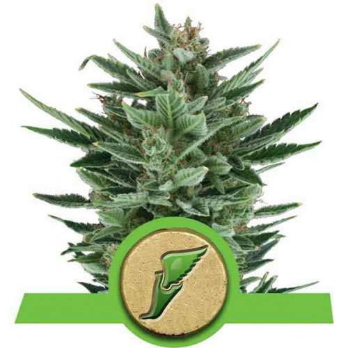 SEMILLA ROYAL QUICK ONE S3